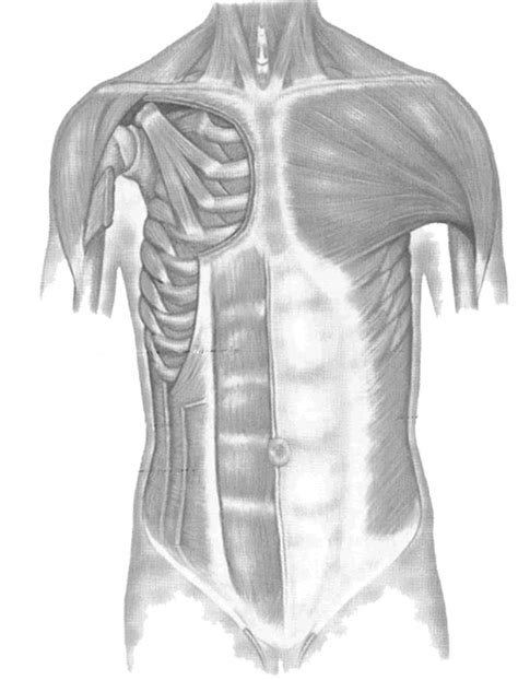 Superficial muscles of the torso. For labeling muscles of the front torso | Human body lesson, Human body homeschool, Human body unit