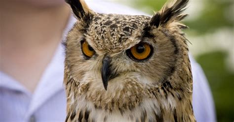 In the past period, more than one animal disappeared for various reasons. List of endangered animals in England | eHow UK
