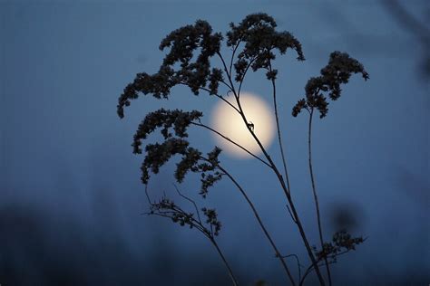 Moonlight Silhouette By Benjaminmartin Redbubble