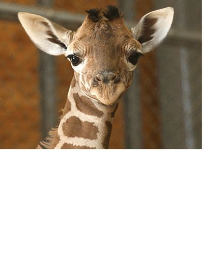 cute animals gifs – Crazy Lately