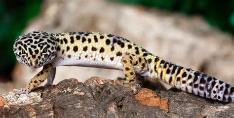 How Much Does A Leopard Gecko Cost At Petsmart Fumi Pets 2023