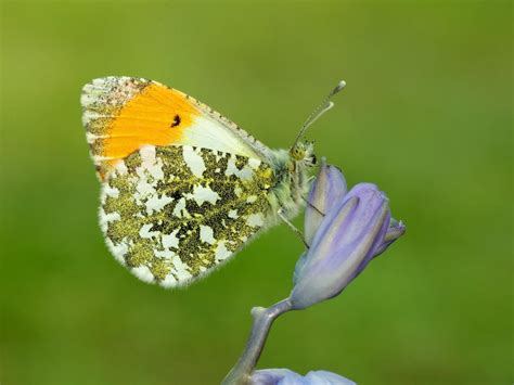 Orange Tip Butterfly Conservation