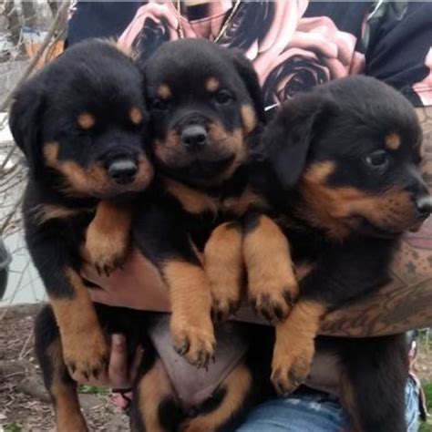 See more ideas about rottweiler puppies, rottweiler, puppies. Adopt a Rottweiler puppy near Phoenix, AZ | Get Your Pet