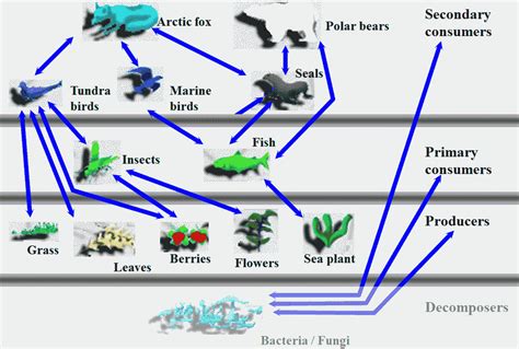 Food Chain Trophic Levels Worksheet Answers