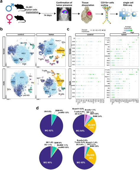 Single Cell Rna Sequencing Reveals Functional Heterogeneity And Sex
