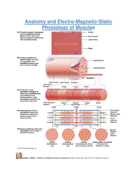 Anatomy And Electro Magnetic Static Physiology Of Muscles Myocyte