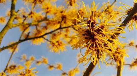 Meskipun sudah melakukan beragam jenis perawatan, dua masalah ini masih saja datang lagi. 3 Fakta Witch Hazel, Skin Care Dari Alam yang Ampuh ...