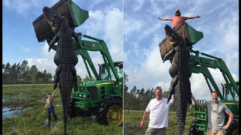 Florida Hunters Take A 15 Foot Long 800 Pound Alligator That Had Been