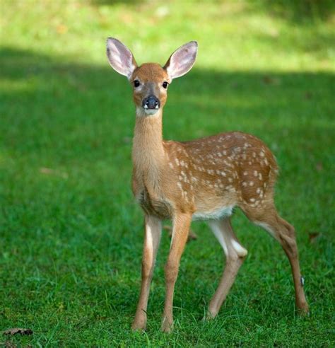 Baby Deer Profile