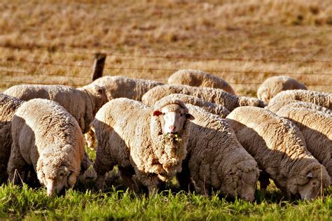Merino Sheep Introduced Australias Defining Moments Digital