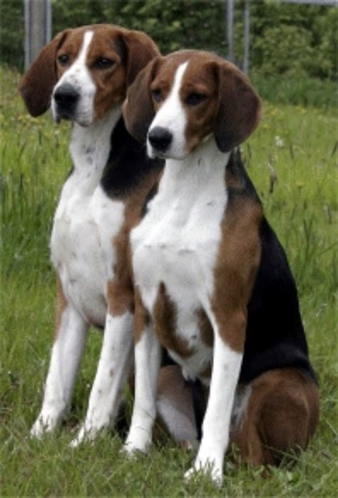 Finnish Hound Dog Breed Information Images Characteristics Health