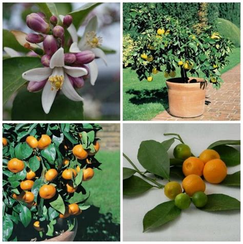 Citrus In Pots How To Grow And Overwinter It With Four Winds Growers