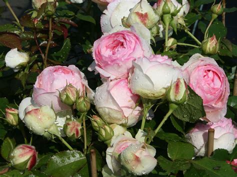 Strauchrose Eden Rose 85 Rosa Eden Rose 85 Baumschule Horstmann