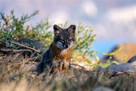 Advice From An Island Fox Learn About Foxes On Channel Islands