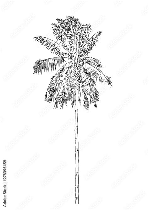 Aggregate Coconut Tree Images For Drawing Seven Edu Vn