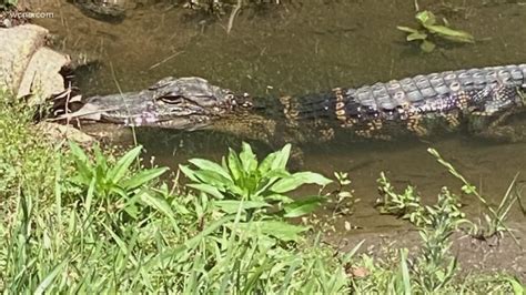 Neighbors Shocked After Alligator Captured In Concord