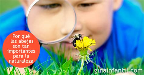ayudar esposas objeción como se alimentan las abejas para niños lanza naturaleza foto