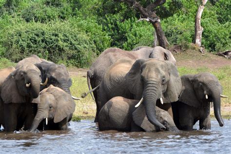 Hundreds Of Elephants In Botswana Are Dying And The Cause Is Still A Mystery Ks95 94 5