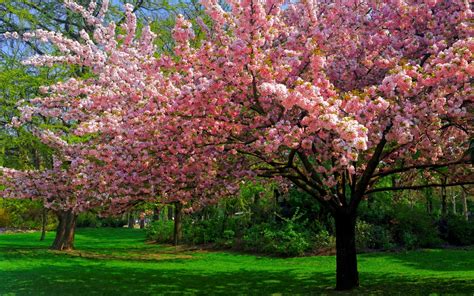 Landscape Nature Cherry Blossom Trees Lawns Park Flowers Spring