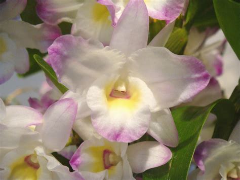 HOA PHONG LAN VIỆT VIETNAM ORCHIDS Dendrobium Sea Mary