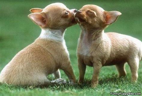 Cute Kissing Puppies New Photos 2012 Funny And Cute Animals