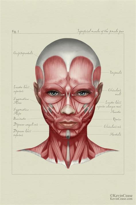 Female Anatomy Face By Kevin Cease Via Behance Facial Anatomy