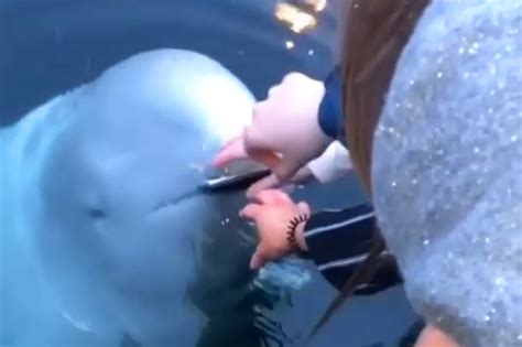 Watch Beluga Whale Retrieves Woman S Phone Dropped In Sea Abs Cbn News