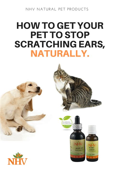 Ear Infections Gold Care Kit Pet Ear Infection Natural Pet Cat Ear