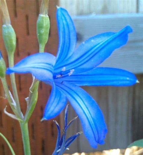 Wild Blue Amaryllis Flower Bulbs Plant Now Outdoors For Spring Etsy