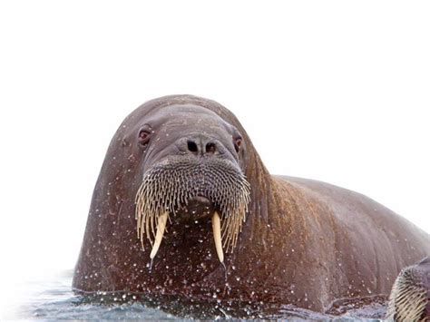 Arctic Wildlife National Geographic Society