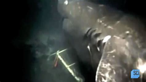 60 Foot Shark Strange Evidence Megalodon Alive Largest Shark In