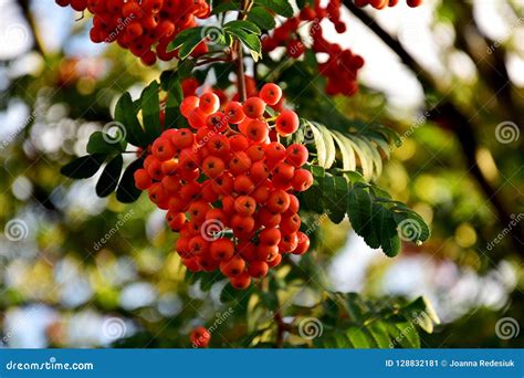 Red Rowan Fruit On The Tree Among Green Leaves Stock Image Image Of