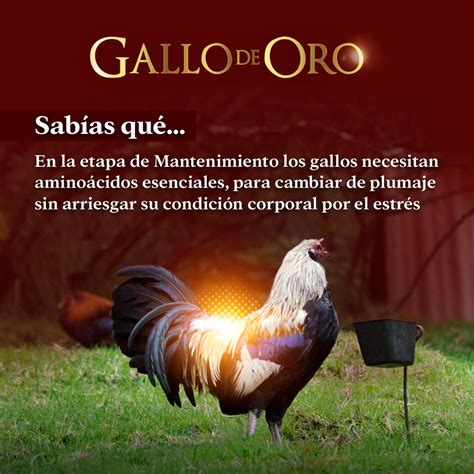 Gallo De Oro