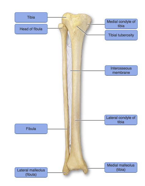 Solved Tibia Medial Condyle Of Tibia Head Of Fibula Tibial