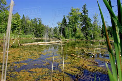 Swamp Canada Ontario Campbellville Stock Photo Dissolve