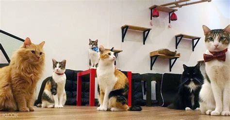 This one's for the cat lovers. Up to 15% Off | The Cat Cafe Discounted Entrance Fee in ...