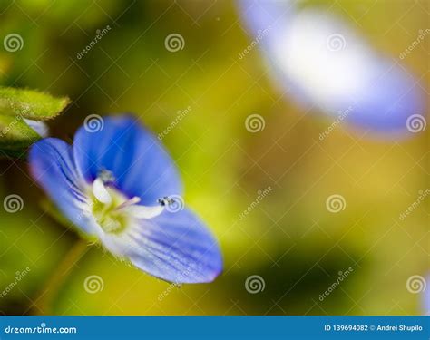 Beautiful Little Blue Flower On Nature Stock Photo Image Of Purple