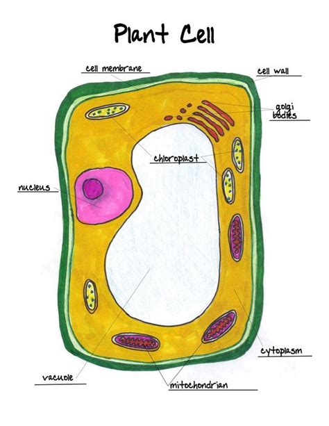 Plant Cell Diagram Tims Printables Images