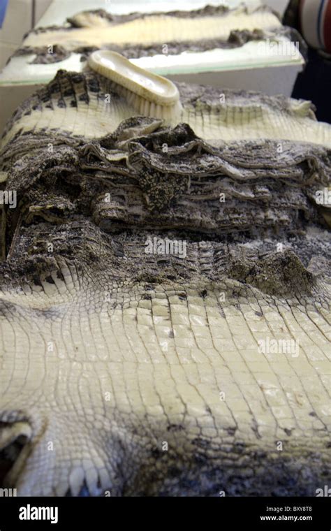 Crocodile Skins Hi Res Stock Photography And Images Alamy