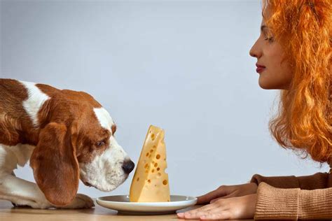 Some of the most common forms of cheese you should avoid feeding your dog are swiss cheese (often eaten in the combination of swiss cheese and crackers, both of which make a recipe for disaster if your dog were. Can Dogs Eat Cheese - Swiss, Cheddar and other Cheeses