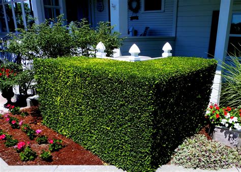 Hedge To Hide Air Conditioner Outdoor Air Conditioner Air