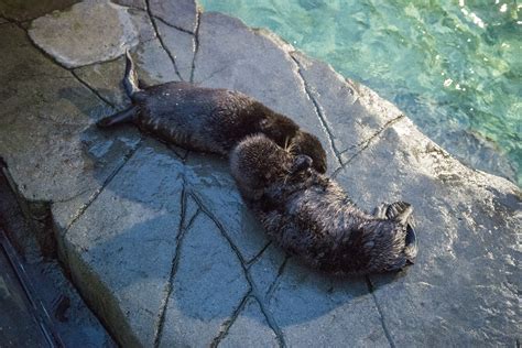 You Otter Know Dive Into Sea Otter Awareness Week At Vancouver