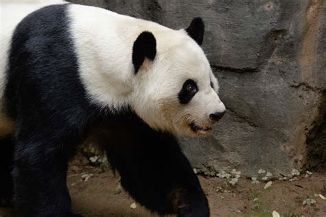 Panda Updates Wednesday June 17 Zoo Atlanta