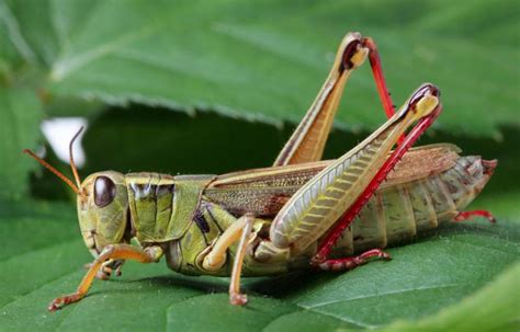 13 Interesting Grasshopper Facts You Probably Didnt Know