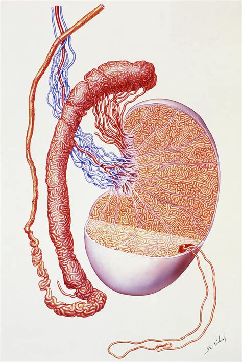 Illustration Of The Structure Of A Human Testis Photograph By Bo Veisland Miandi Science Photo
