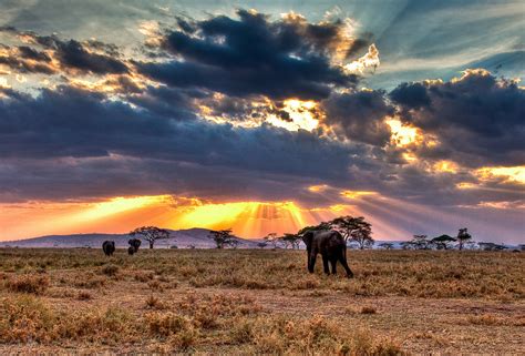 Budget Travel In Serengeti National Park Safari Travel Guide