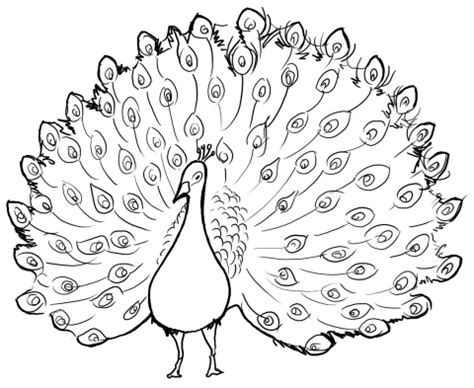 Peacock coloring pages animal coloring pages coloring pages to print coloring book pages peacock painting peacock art peacock colors peacock feathers bird drawings. On Painting with Words: Style Differences