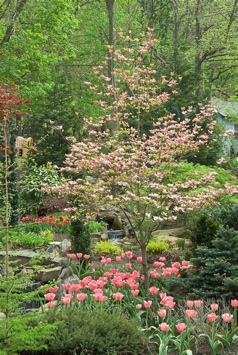 18 Small Trees That Will Add Tons Of Color To Your Landscape In 2021