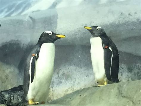Gentoo Penguin Chicks Hatch At Tennessee Aquarium Zooborns