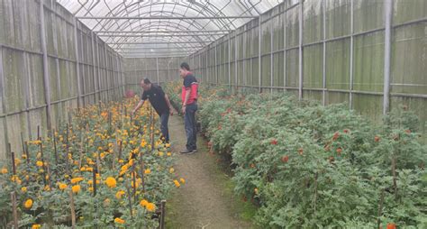Pengembangan Penelitian Marigold Di Kebun Hortikultura Luwus Tabanan